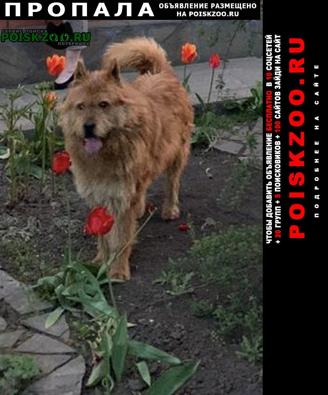Пропала собака кобель Новошахтинск