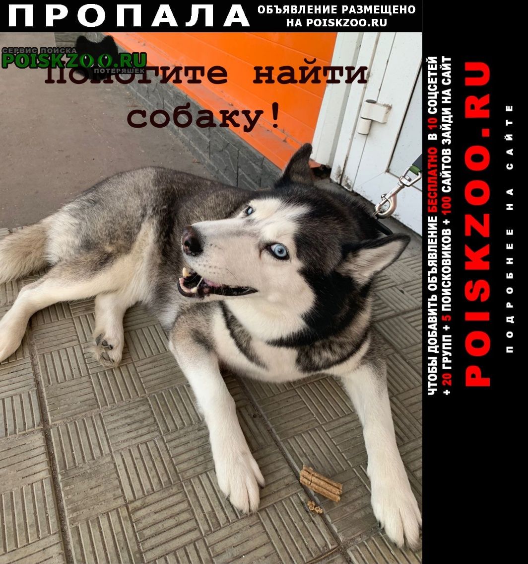 Пропала собака Москва