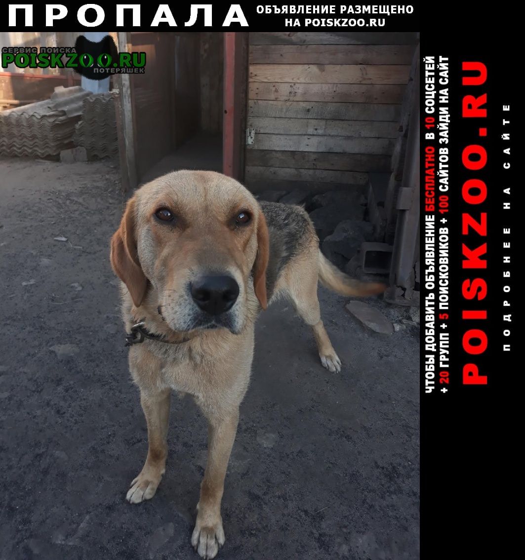 Пропала собака кобель выжлец русской гончей Лопатино