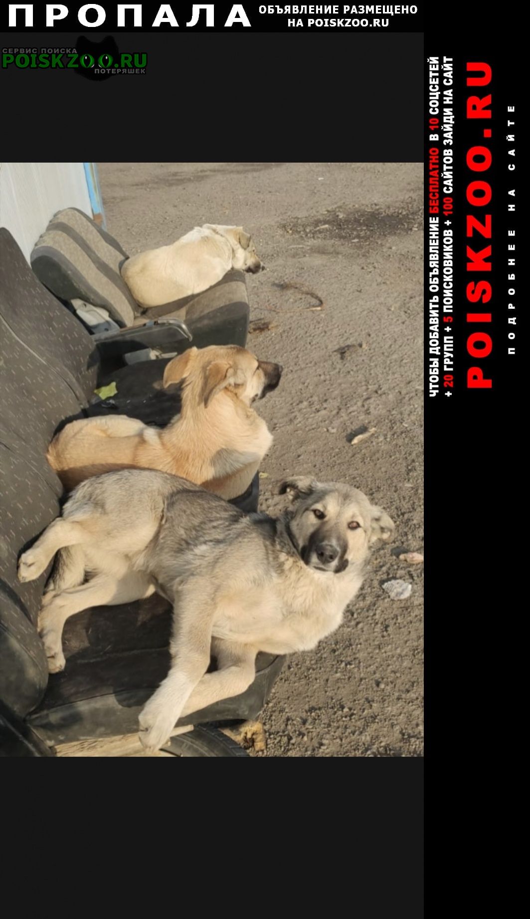 Пропала собака потерялись 3 собаки Москва