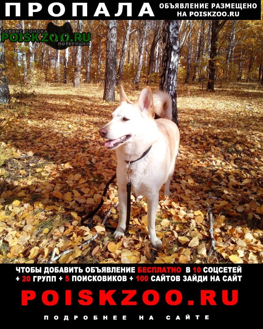 Пропала собака Челябинск