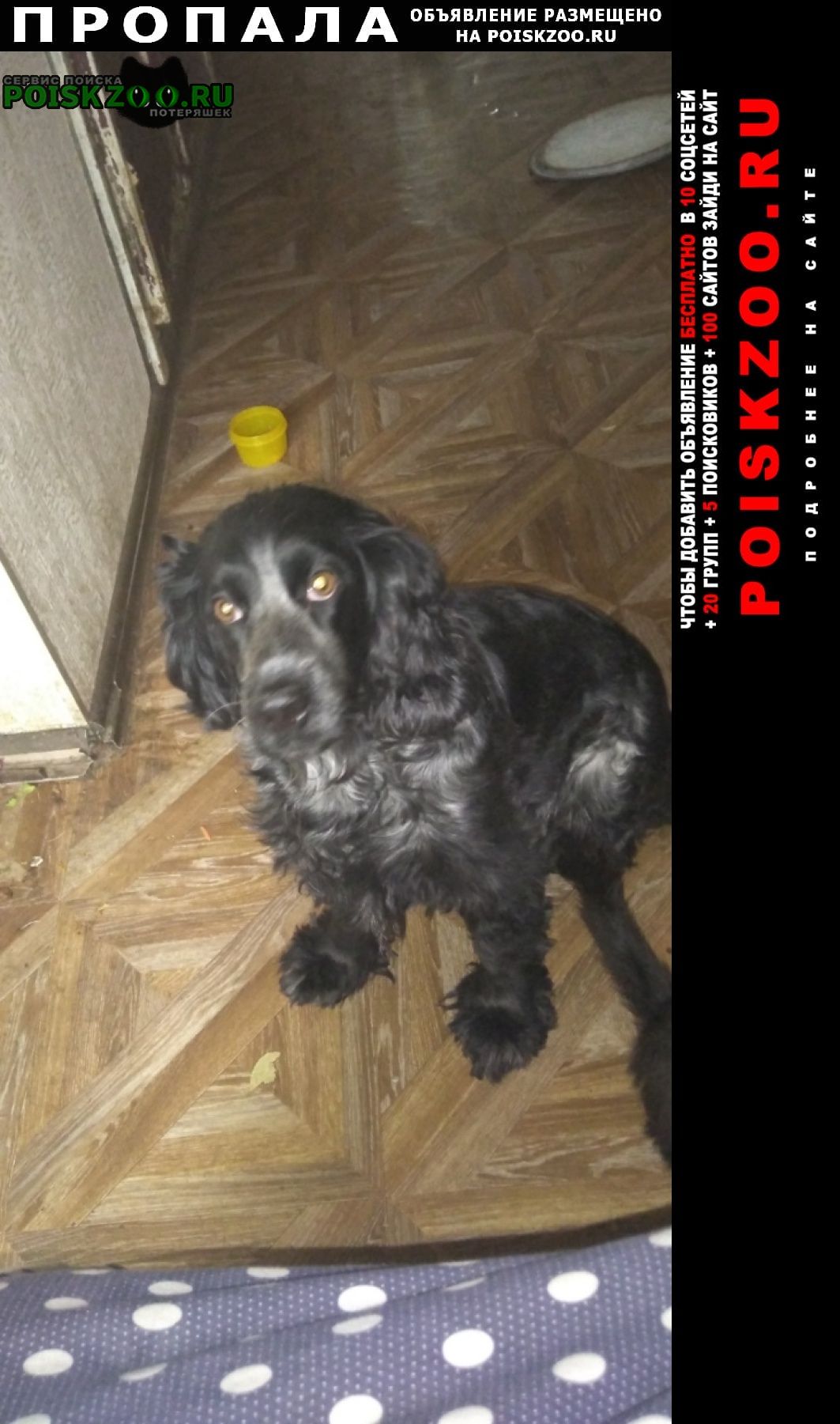 Пропала собака Саранск