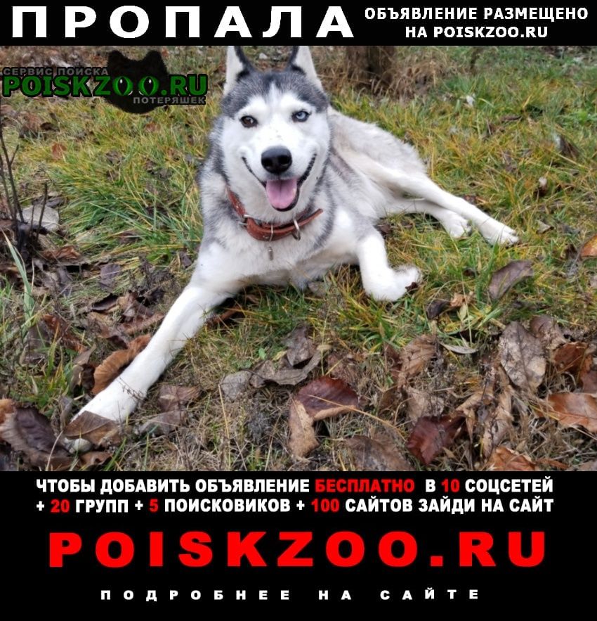 Пропала собака помогите найти Ростов-на-Дону