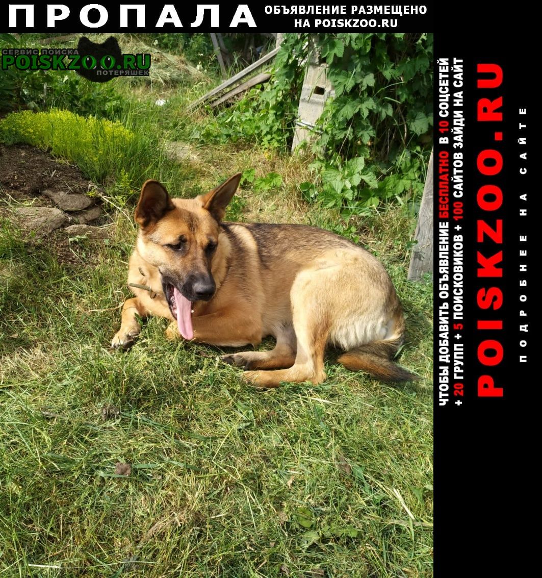 Пропала собака в районе пос.аять Екатеринбург