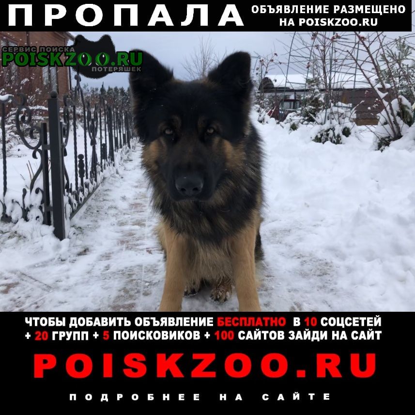 Боровск Пропала собака кобель помогите найти