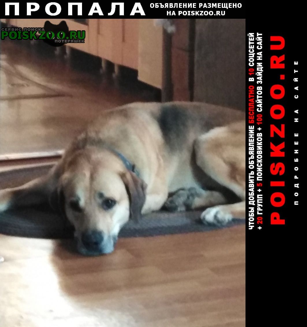 Пропала собака кобель Иркутск
