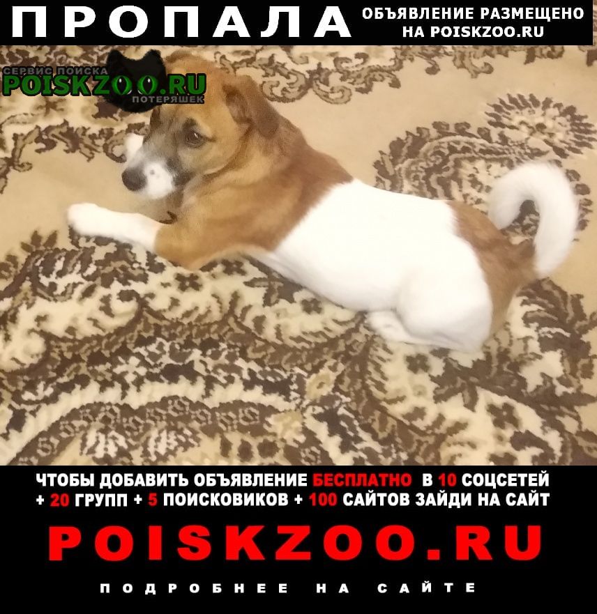 Нижний Новгород Пропала собака кобель