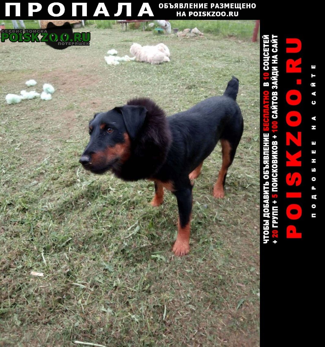 Пропала собака кобель Пермь