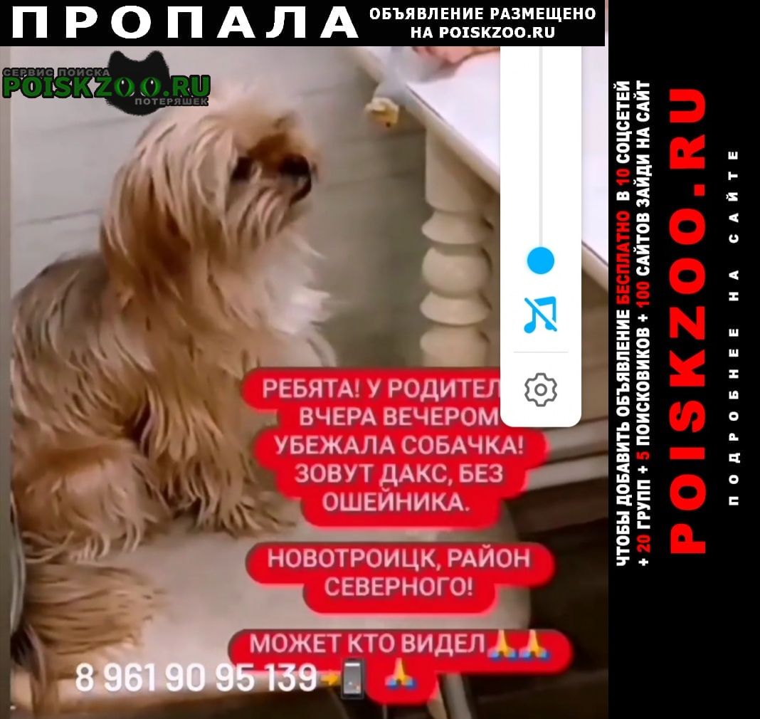 Пропала собака кобель Новотроицк