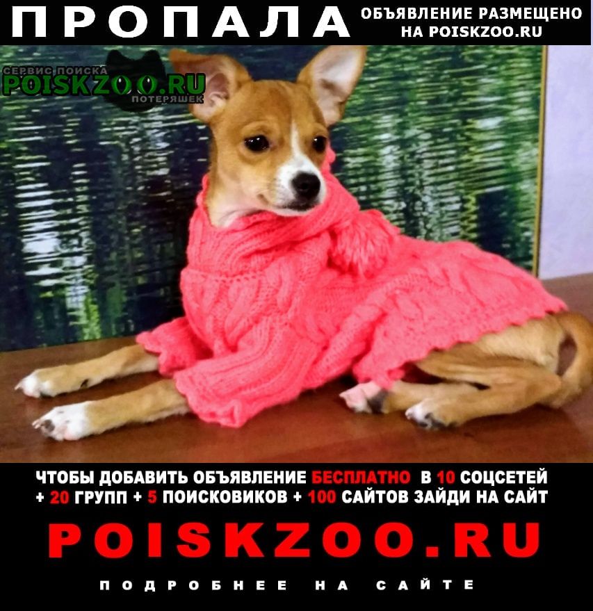 Городище (Волгоградская обл.) Пропала собака.