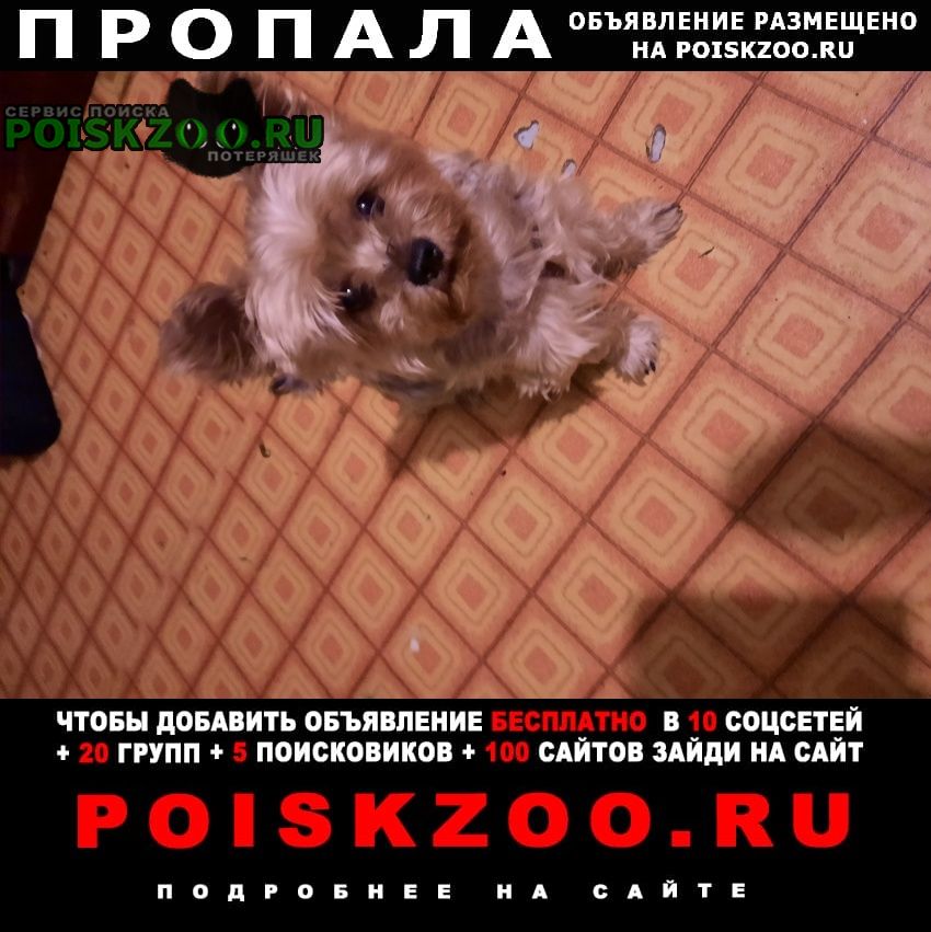 Волжский (Волгоградская обл.) Пропала собака кобель