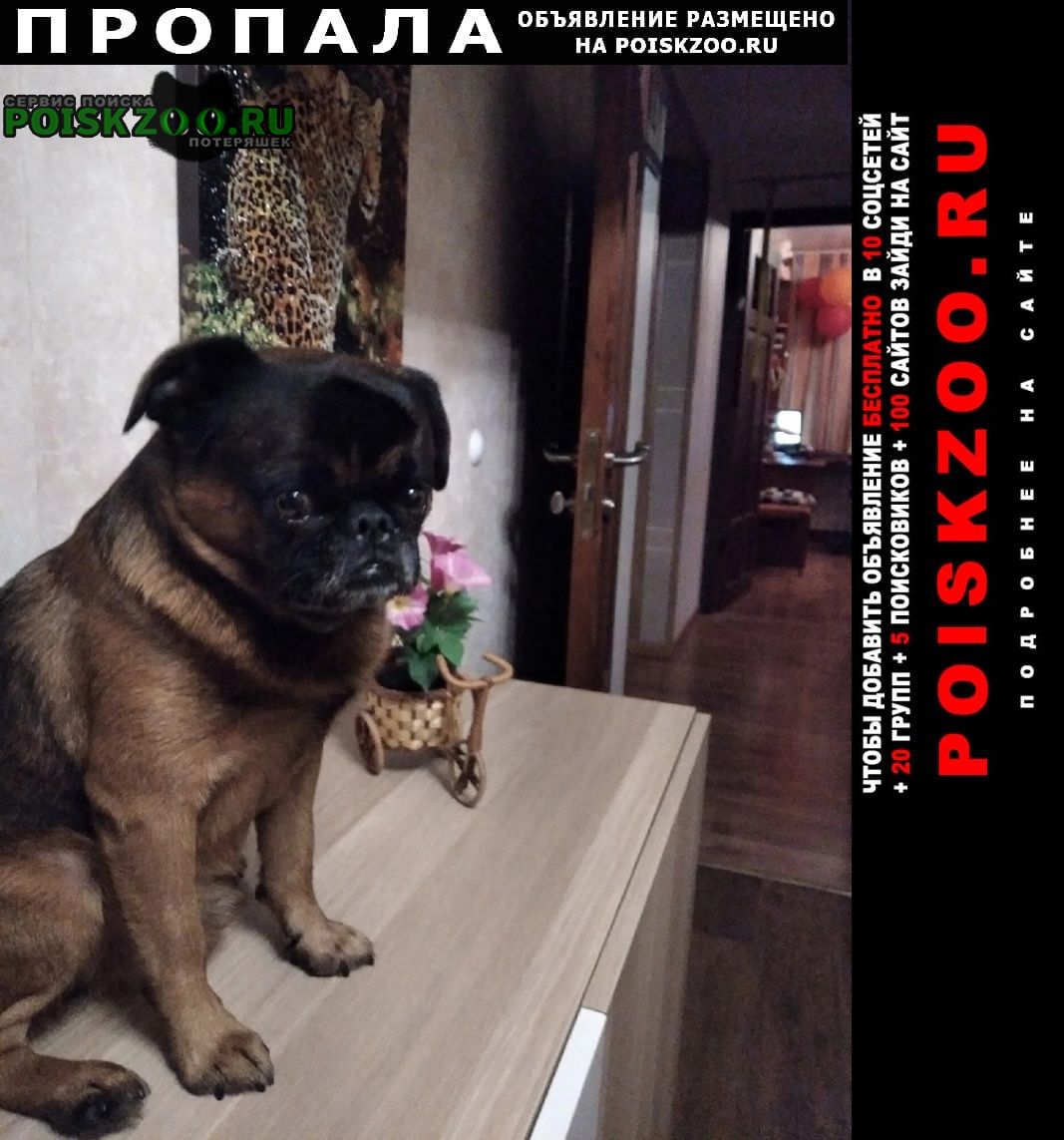 Санкт-Петербург Пропала собака кобель порода : гладкошерстный грифон