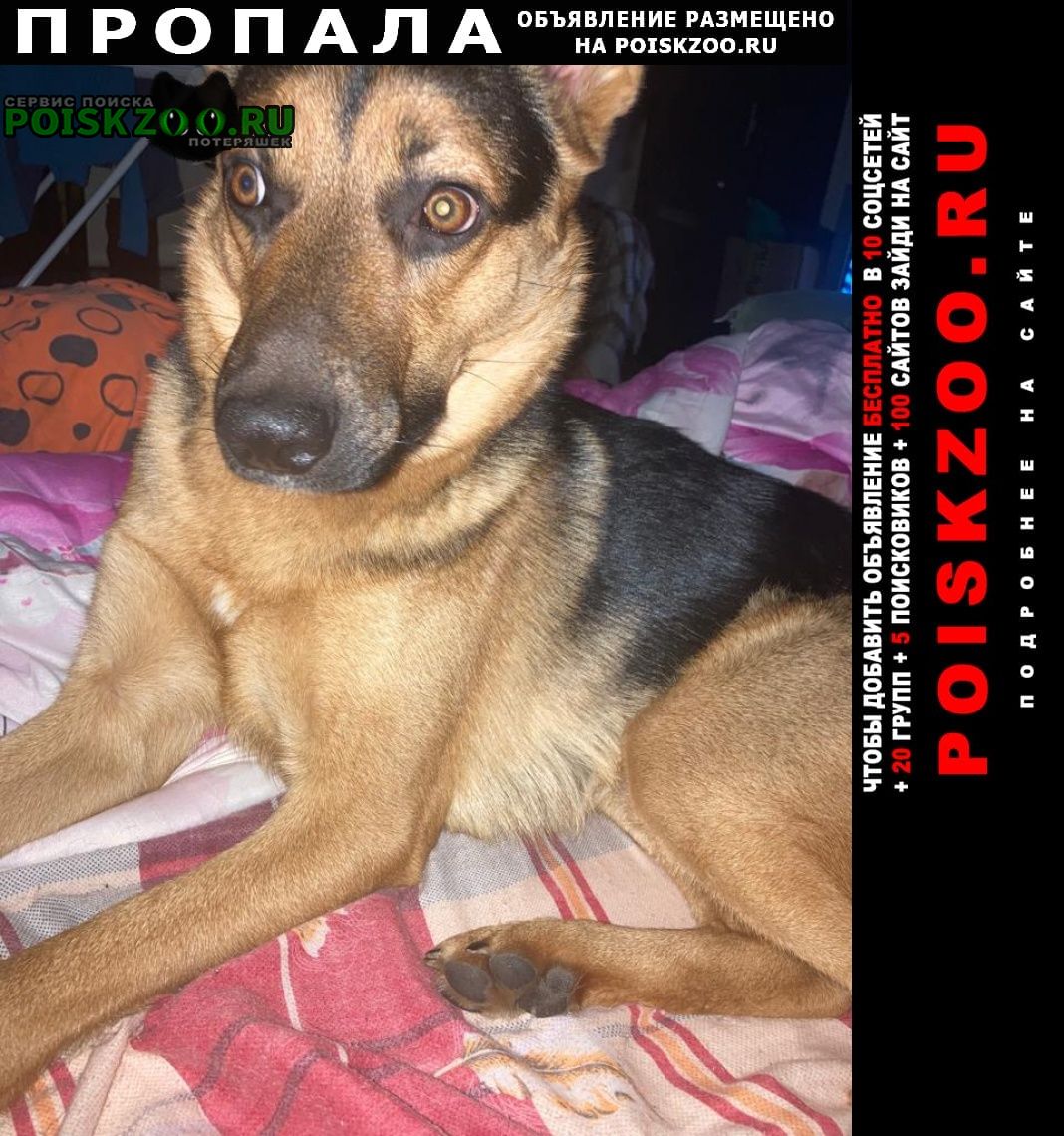 Пропала собака кобель 31 декабря Москва
