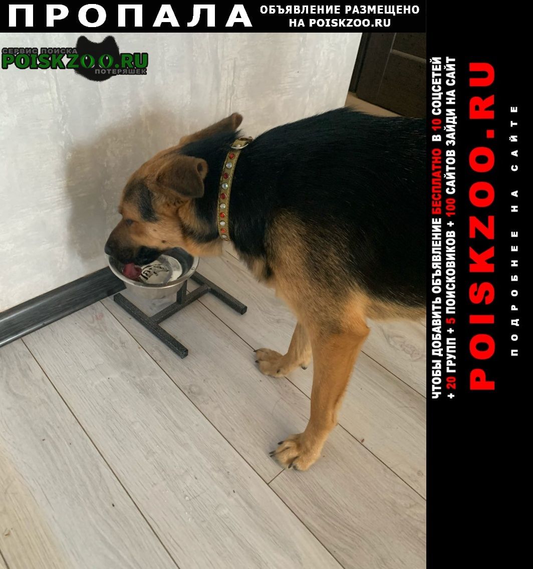 Пропала собака Краснодар