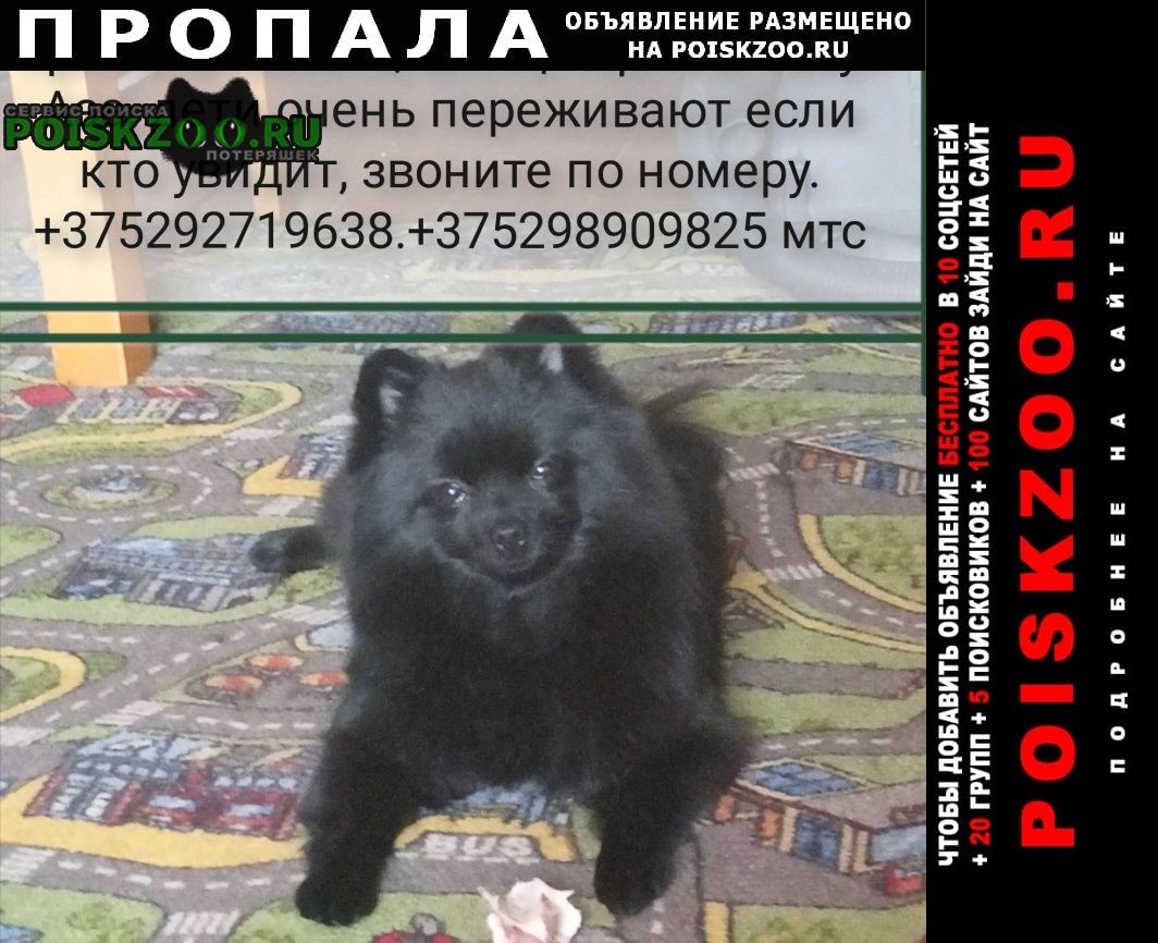 Витебск Пропала собака черный шпиц с белыми волосками на груде