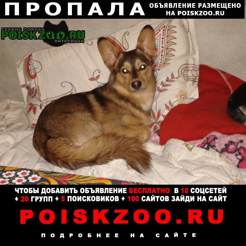 Иваново Пропала собака кобель рыжий пес, очень похожь на лисичк