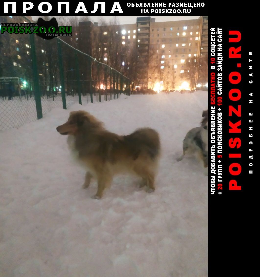 Санкт-Петербург Пропала собака шелти