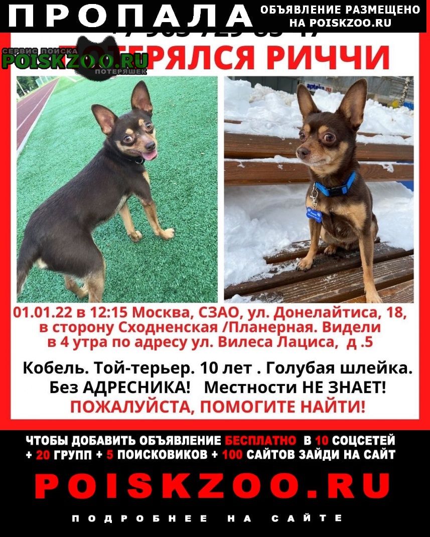 Пропала собака кобель той-терьер Москва