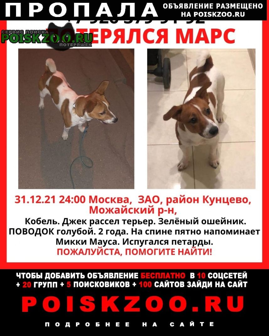 Пропала собака кобель звоните в любое время Москва
