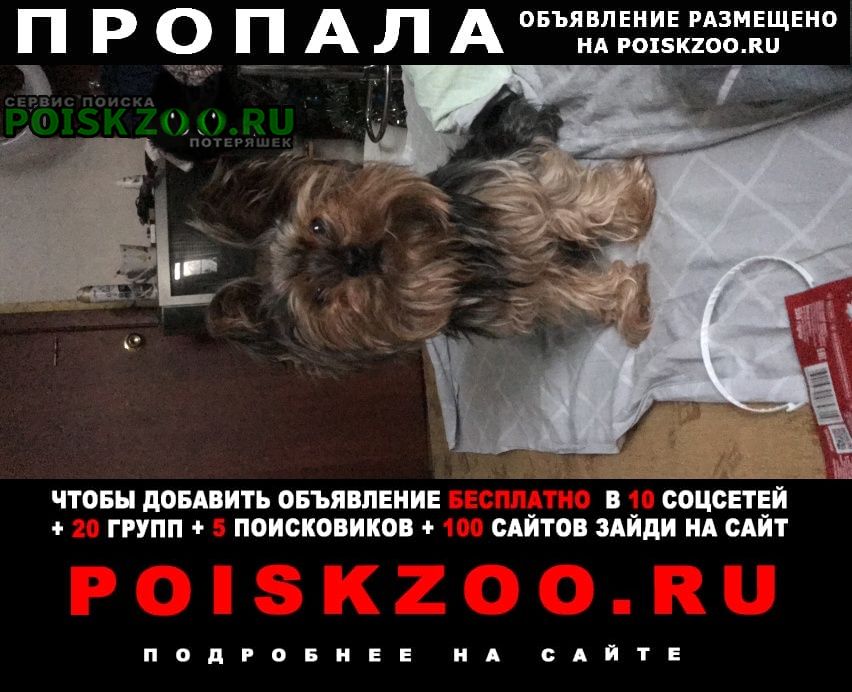 Пропала собака кобель йоркширский терьер Нижний Новгород