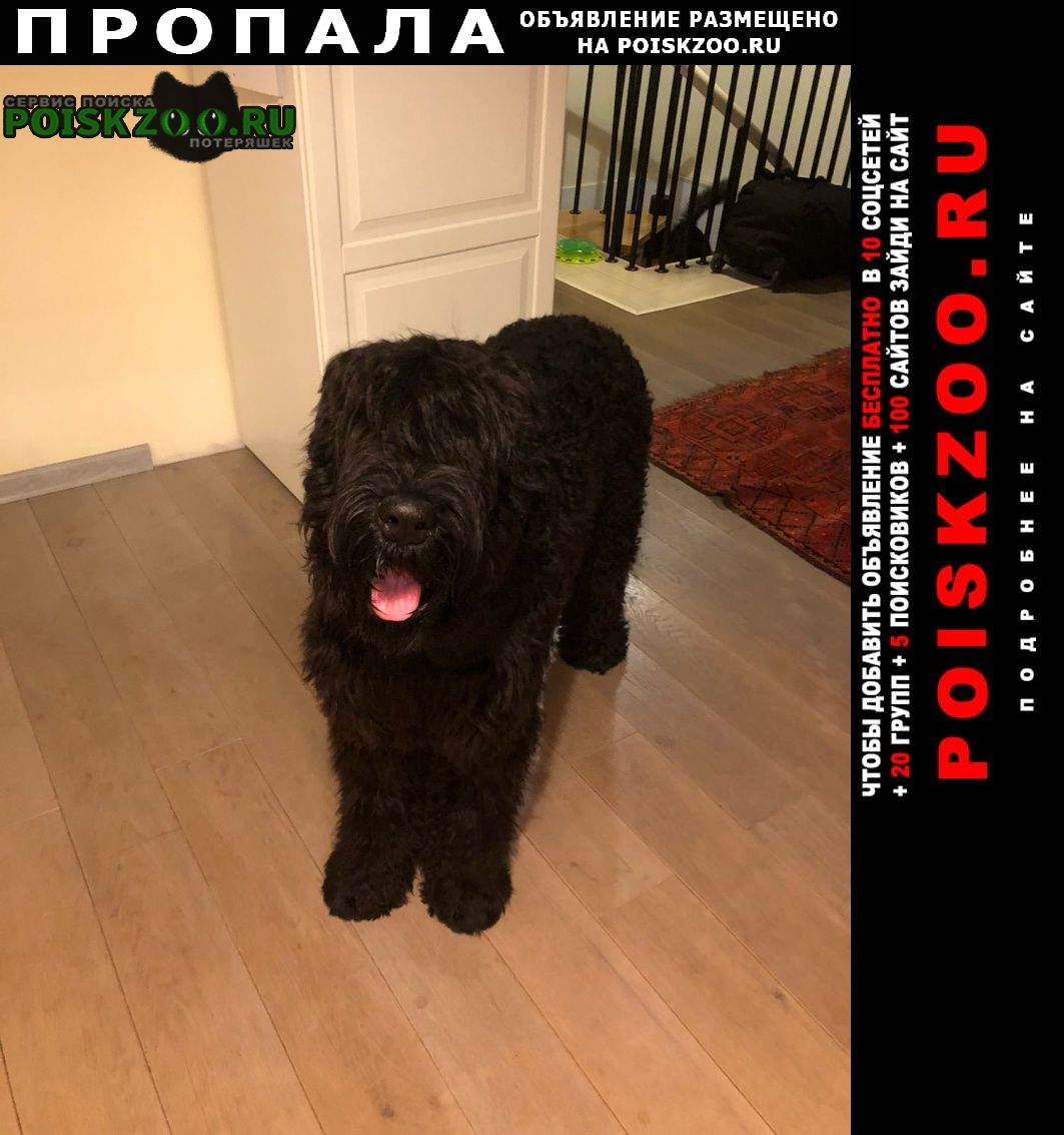 Пропала собака кобель щенок черного терьера Пушкино