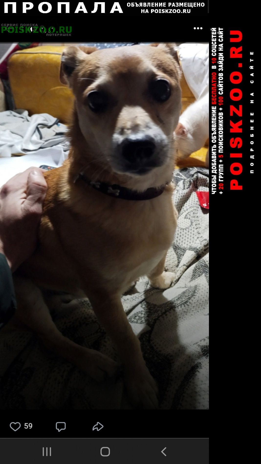 Пропала собака ул.руднева, карантинная балка, балтийская Севастополь