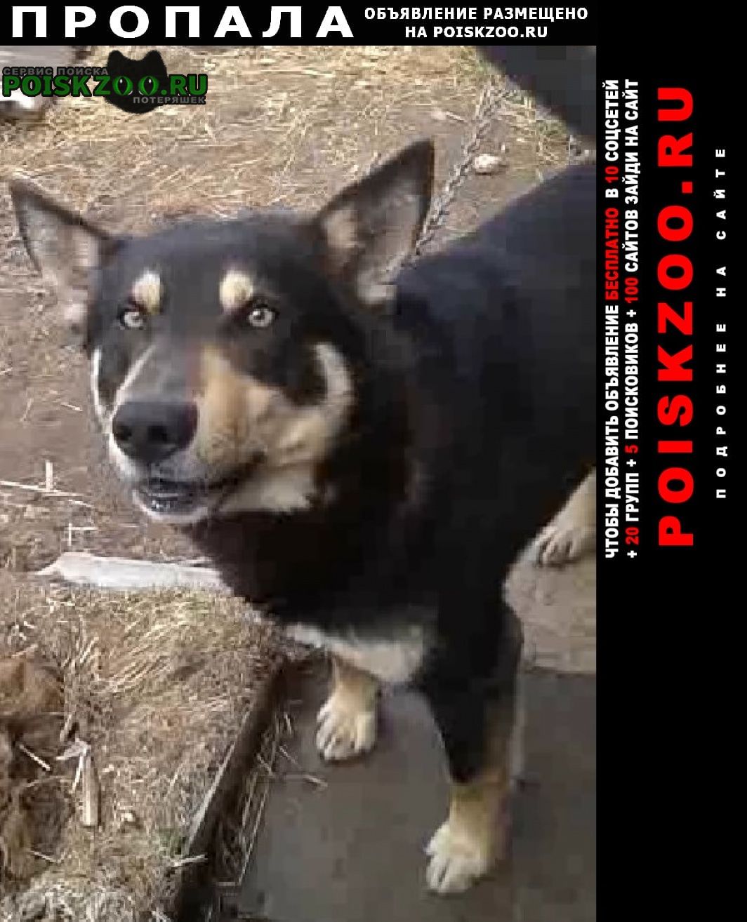 Пермь Пропала собака кобель в районе хмелей