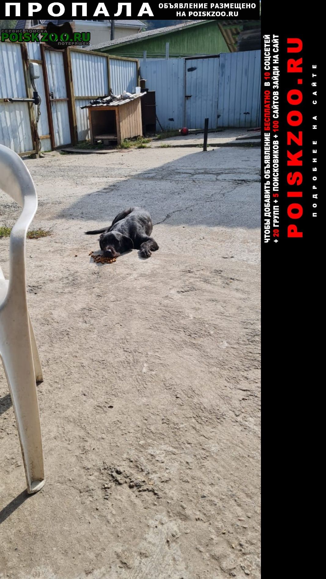 Пропала собака кобель 1 января Сочи
