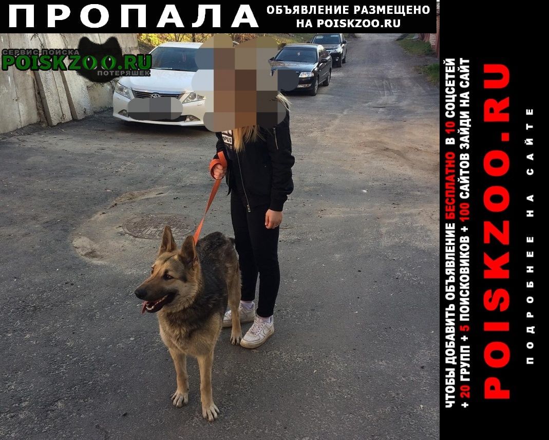 Пропала собака овцарка Воронеж