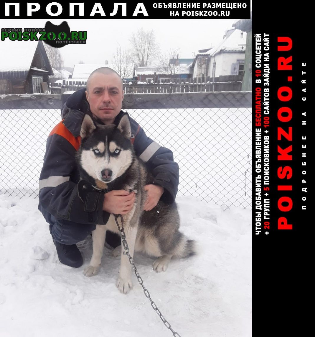 Пропала собака кобель сибирский хаски Киселевск