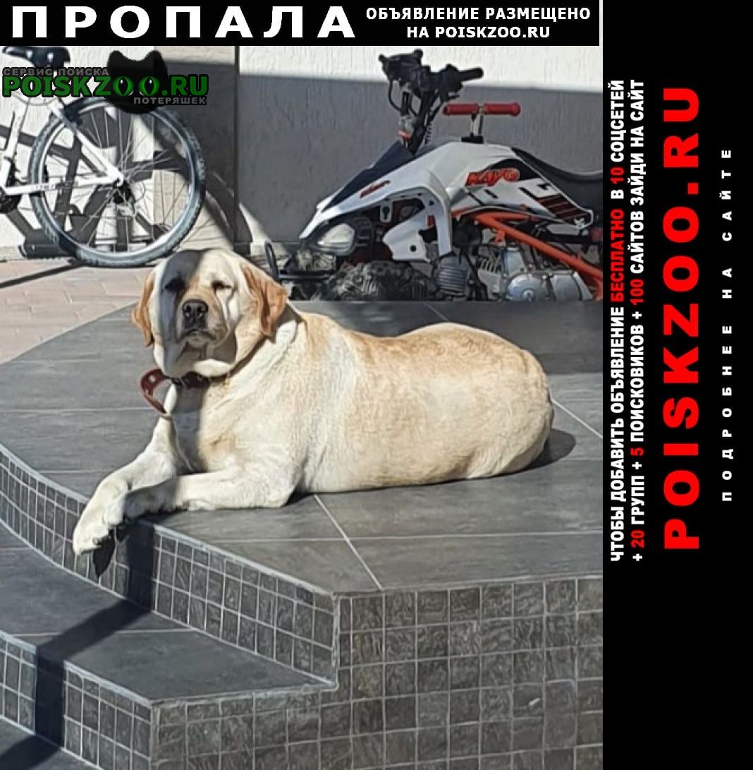 Пропала собака лабрадор-девочка Новороссийск