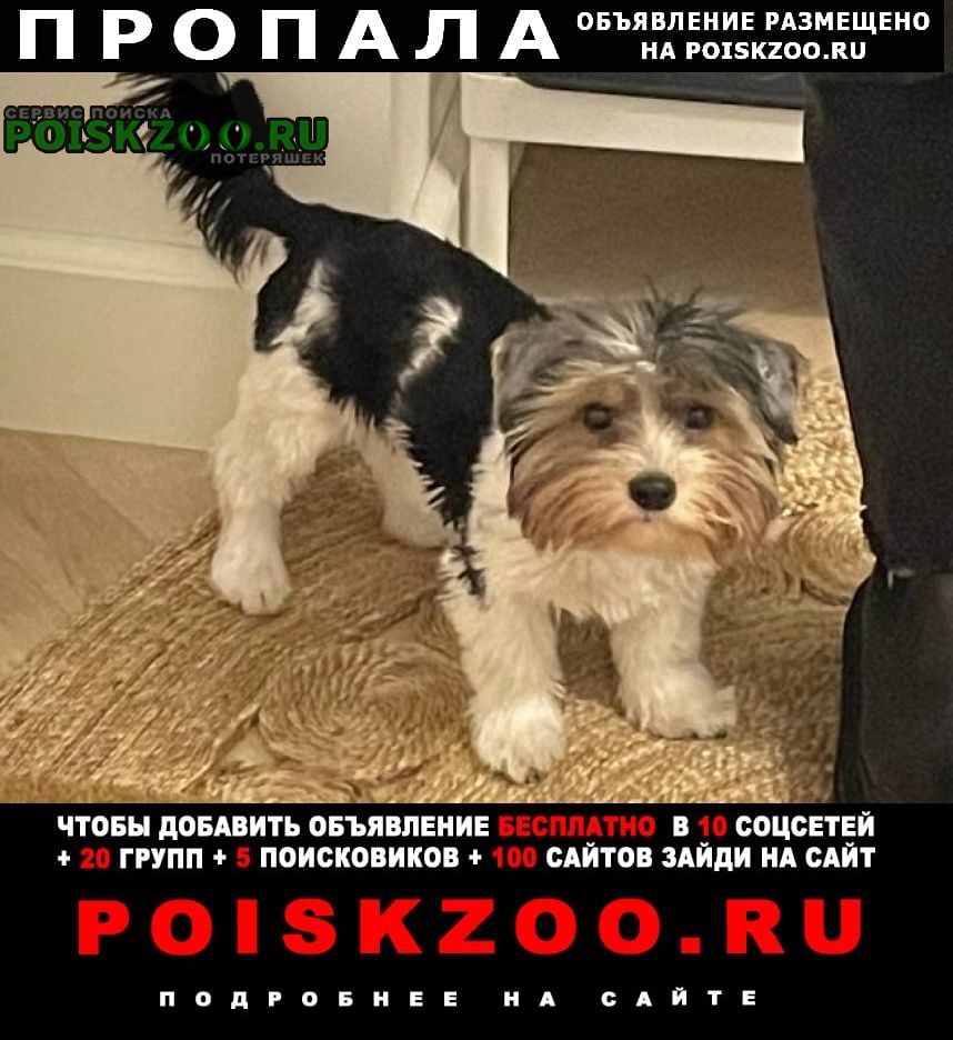 Пропала собака кобель, ул фадеева Москва