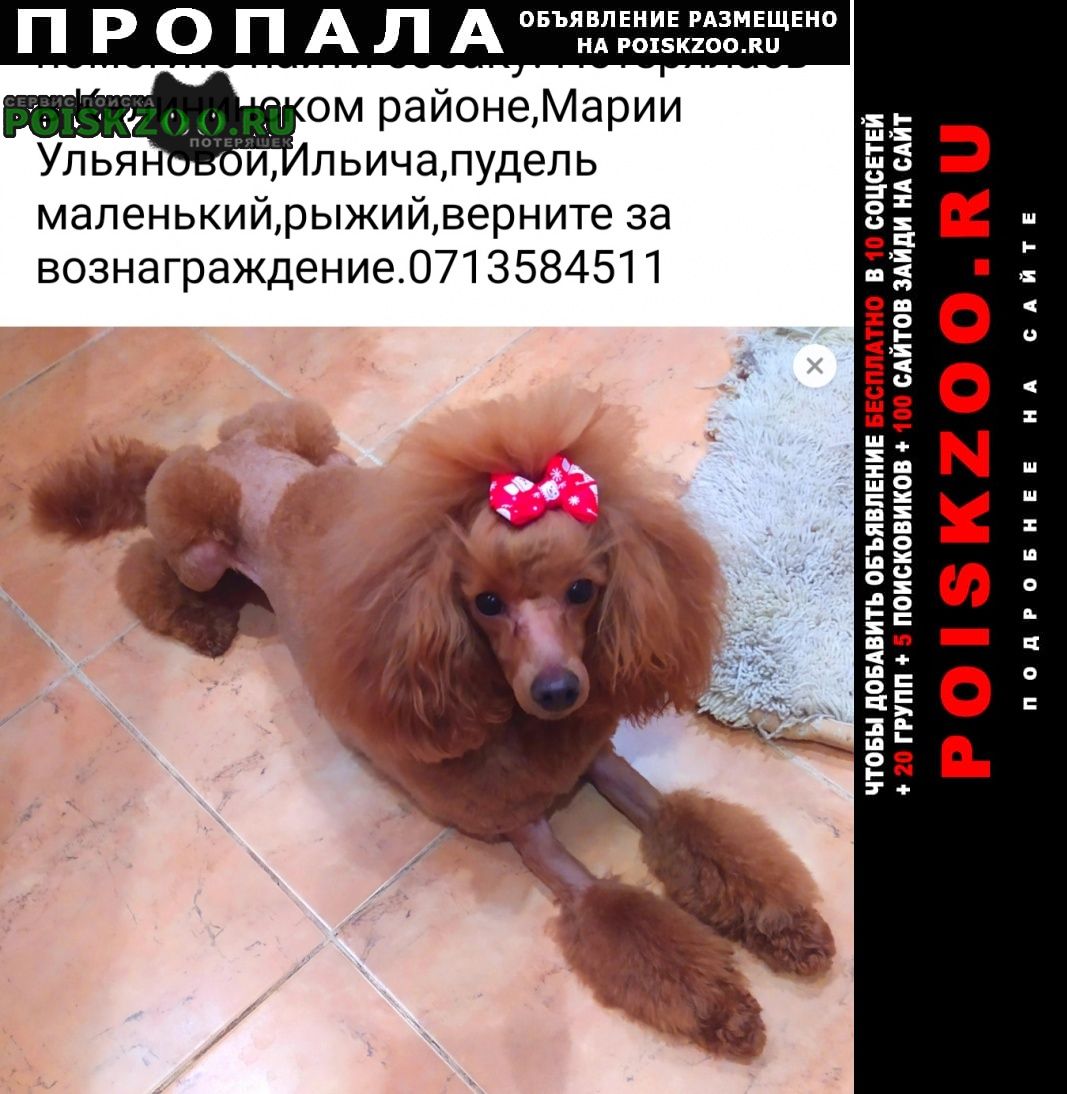 Пропала собака кобель пудель Донецк Донецкая обл.