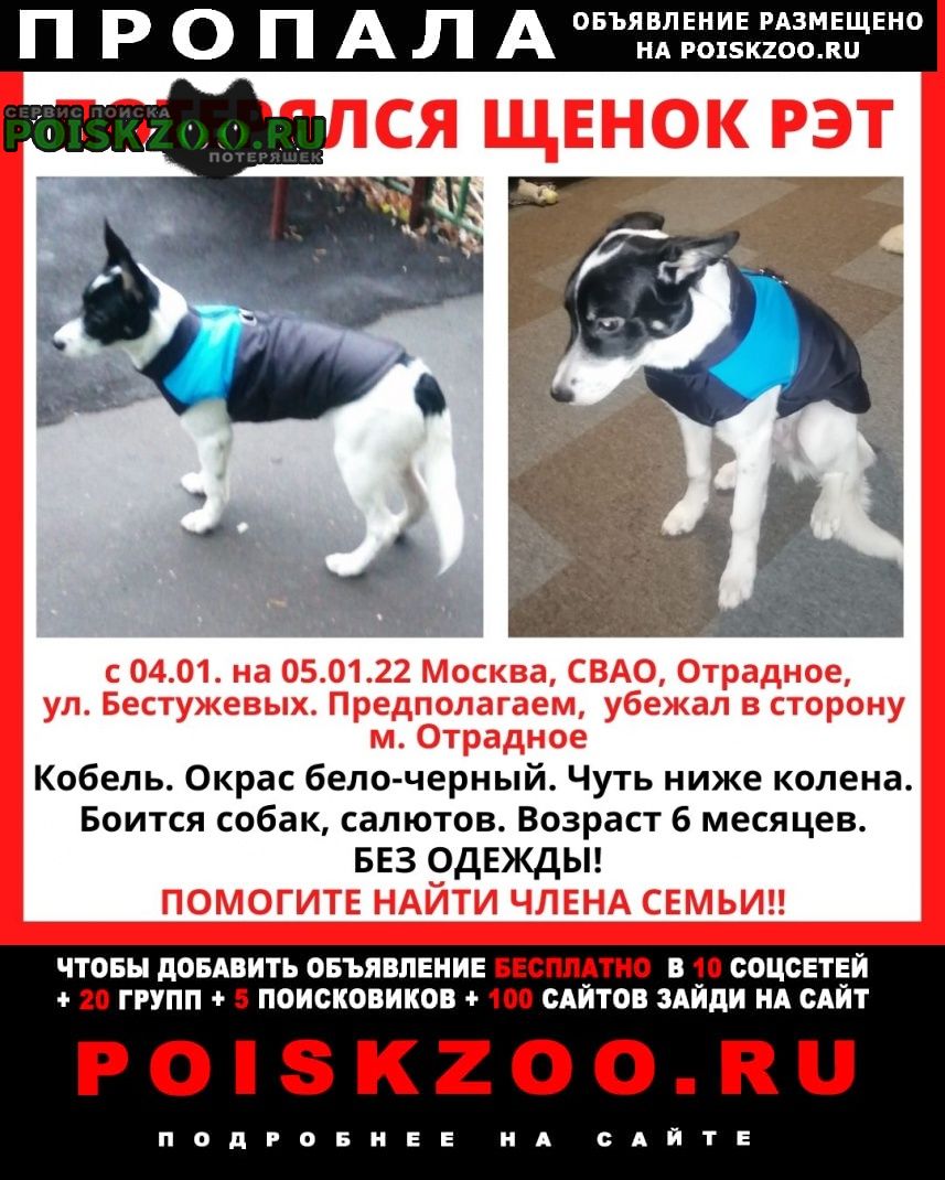 Москва Пропала собака кобель щенок в москве