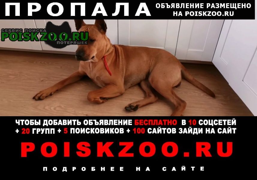 Санкт-Петербург Пропала собака ло кудрово столичная 4-4 п2