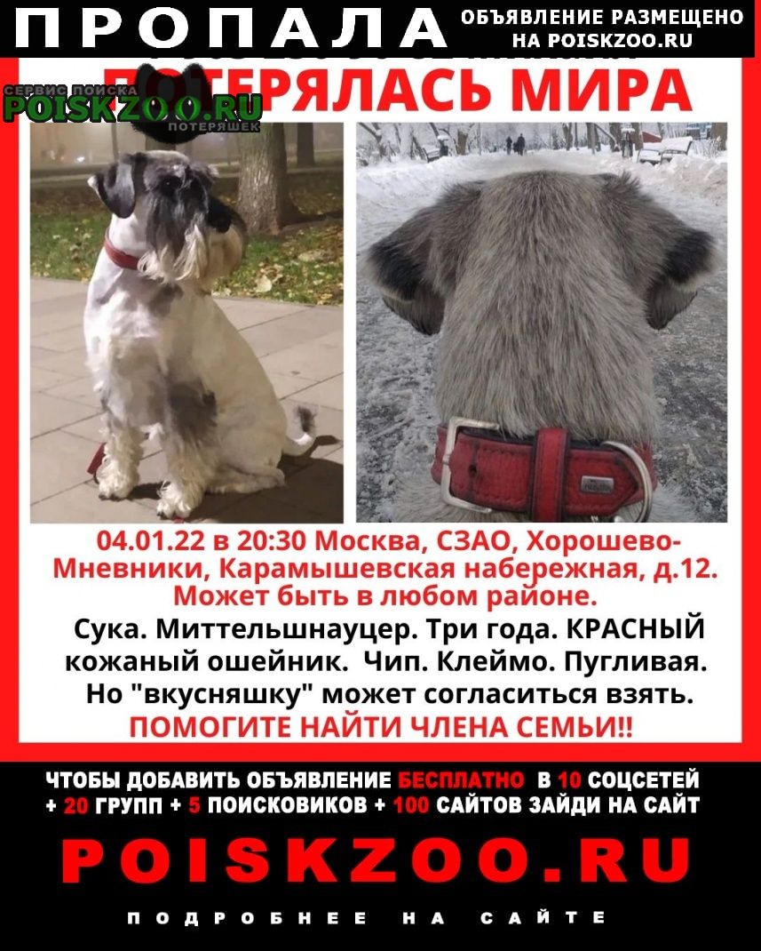 Пропала собака мира Москва
