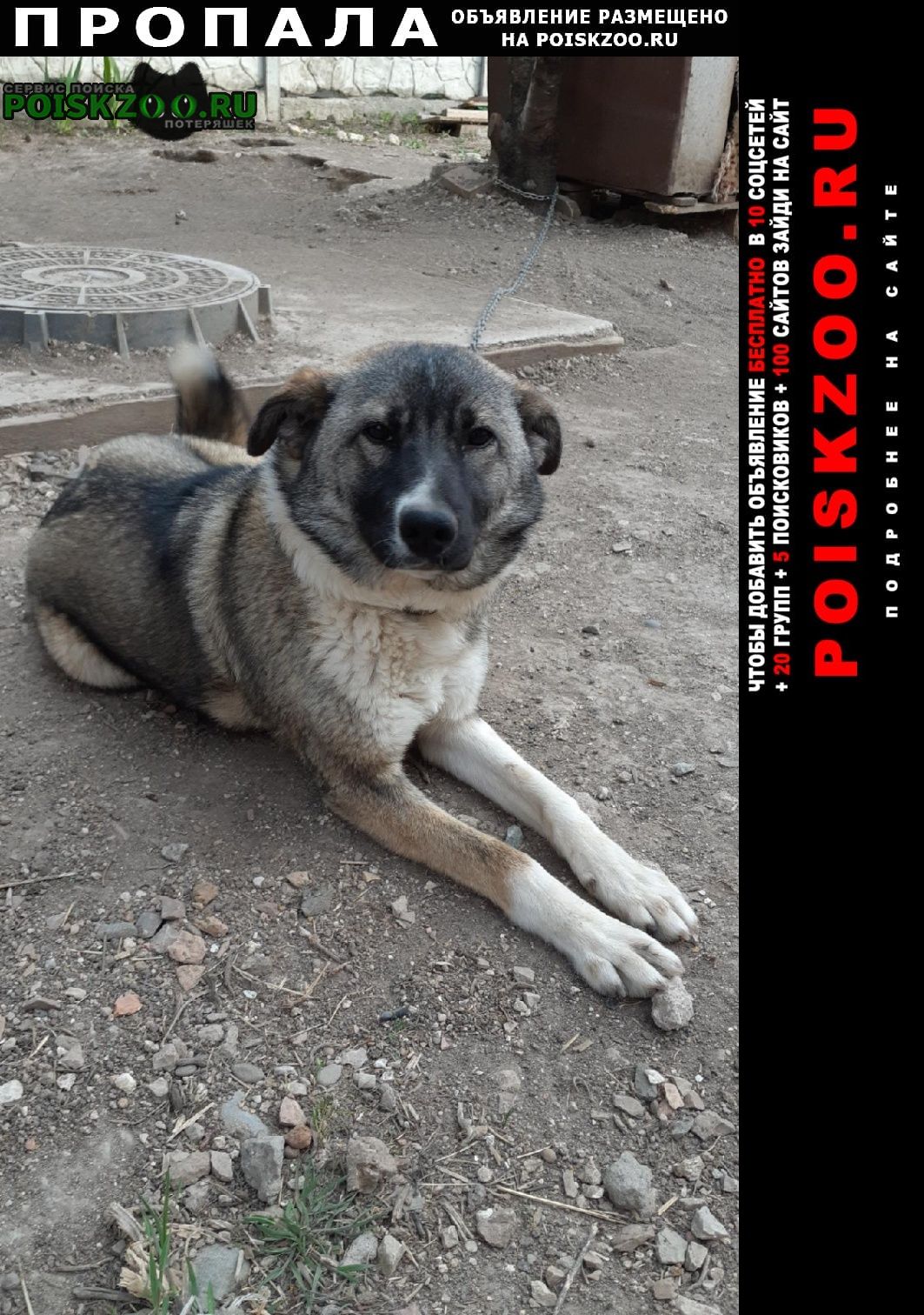 Пропала собака лайма Белогорск Крым