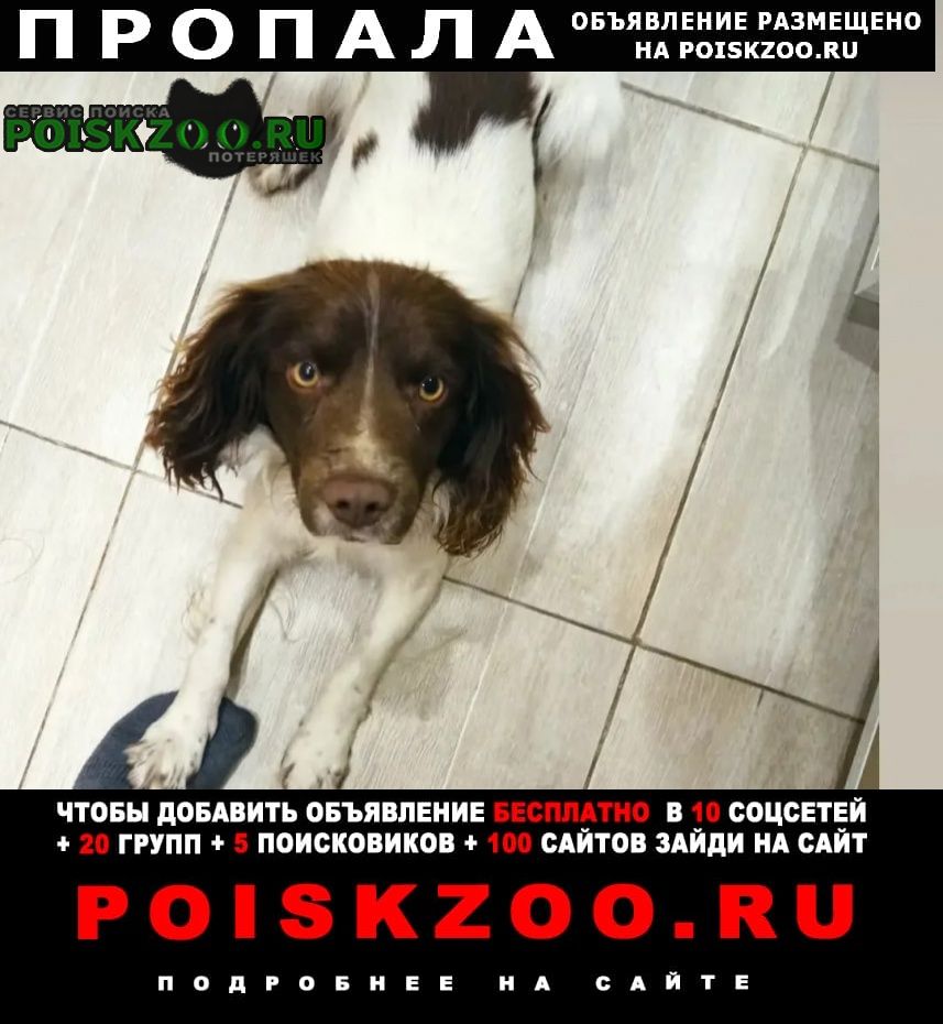 Пропала собака кобель очень ждём домой Михайловск Ставропольский край