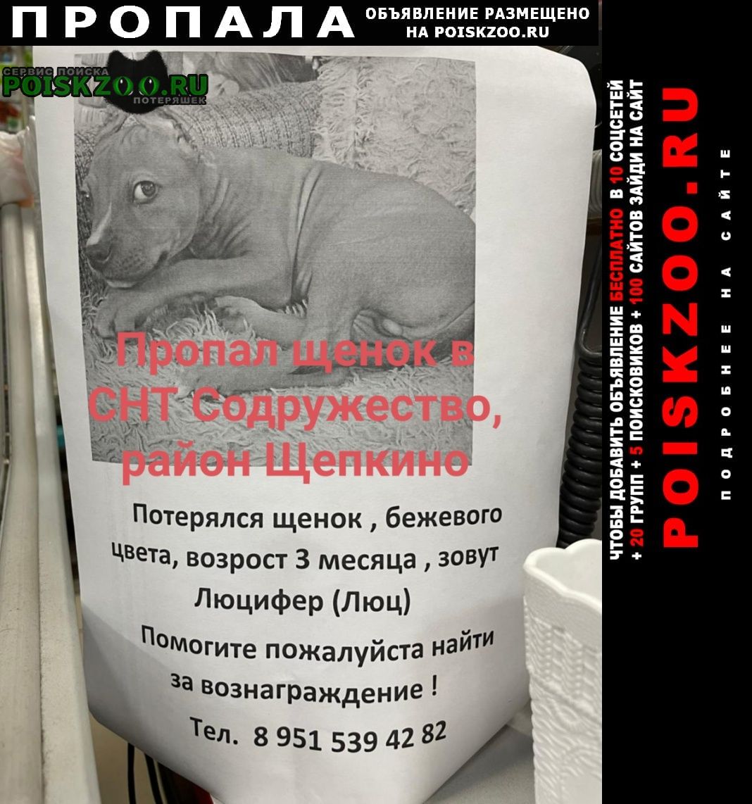 Пропала собака кобель порода стаффорд Ростов-на-Дону