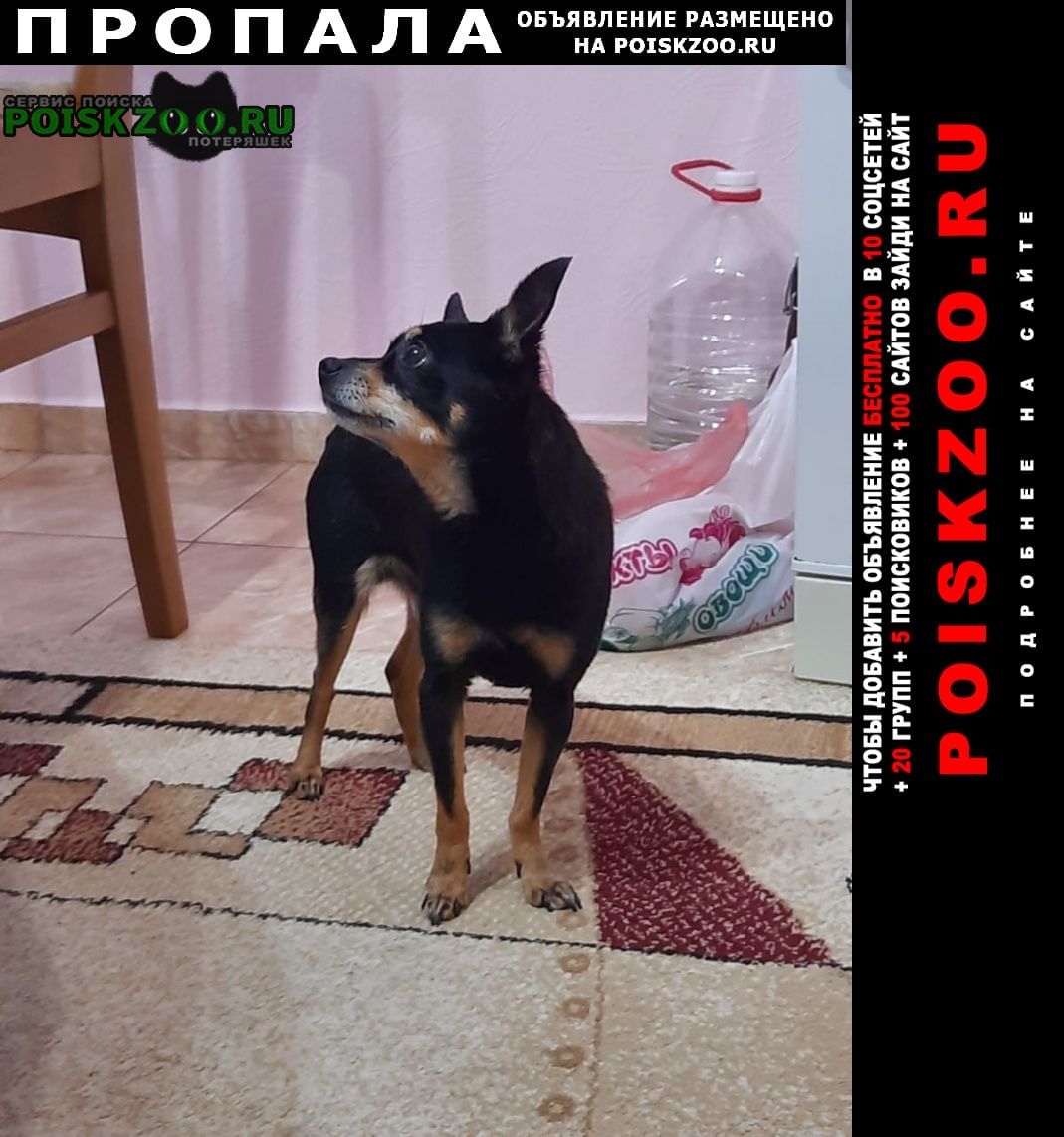 Пропала собака кобель Каневская