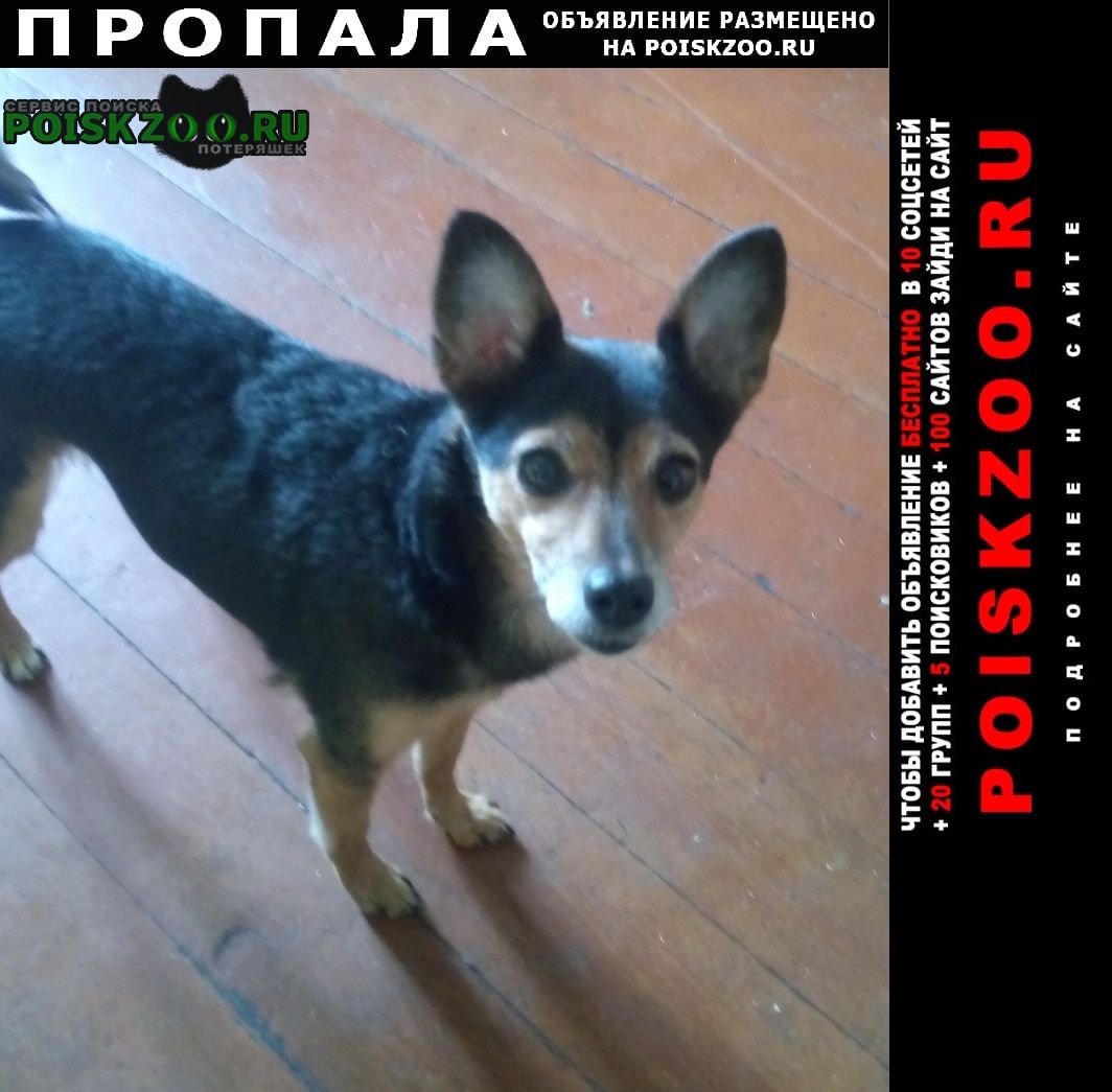 Пропала собака Новокузнецк