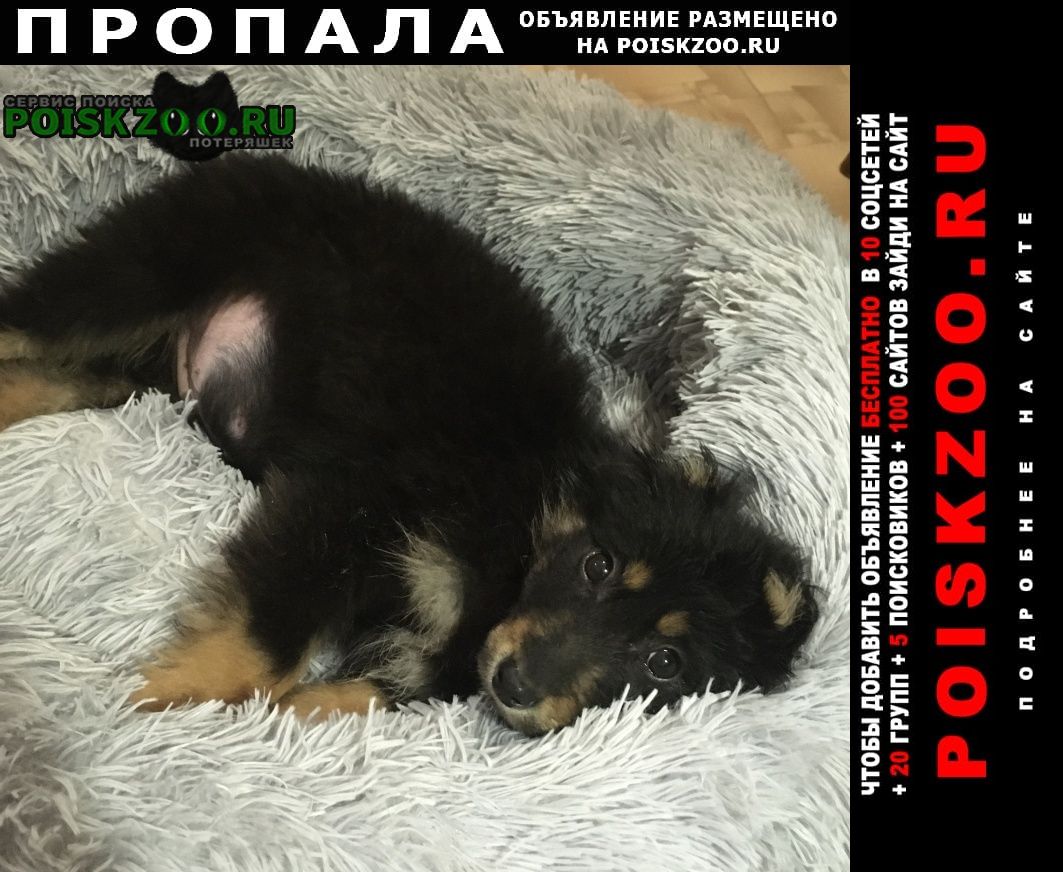 Пропала собака кобель Первоуральск