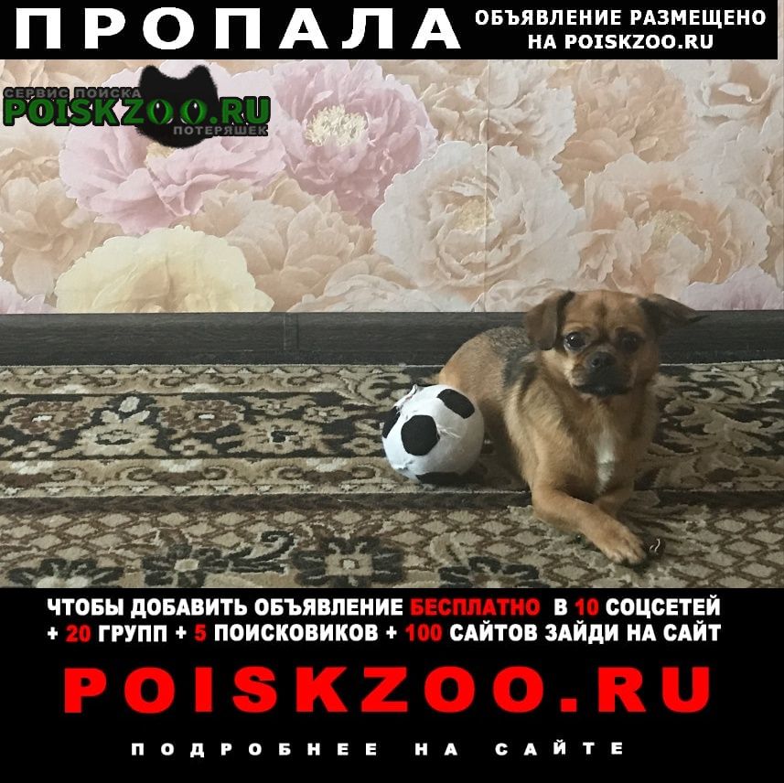 Пропала собака кобель Новокузнецк