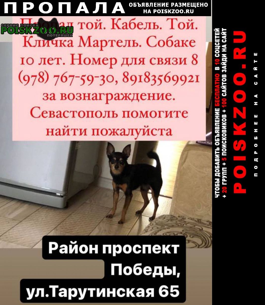 Пропала собака домашняя Севастополь