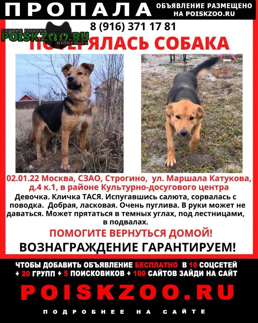 Пропала собака помогите найти тасю. Москва