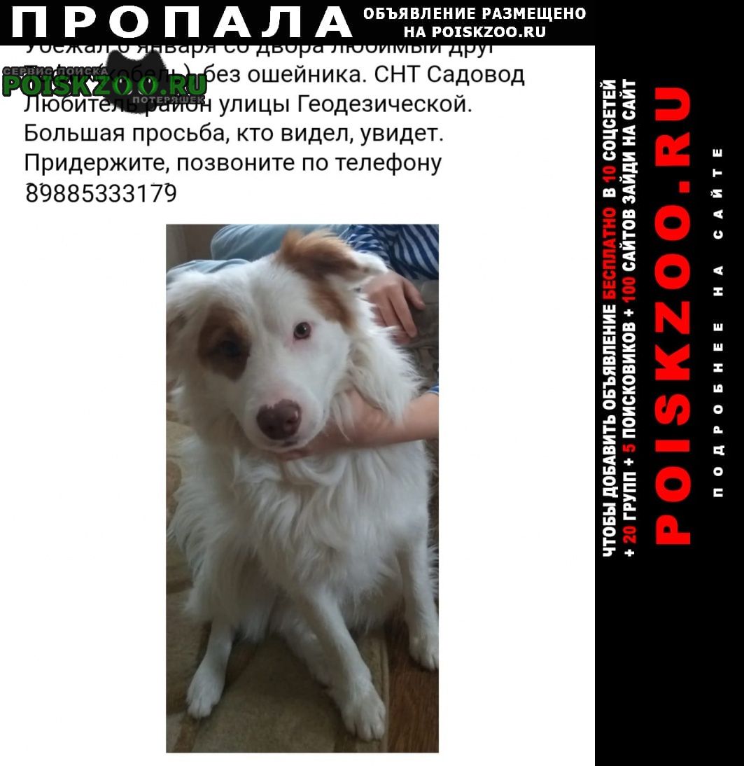 Пропала собака кобель Ростов-на-Дону
