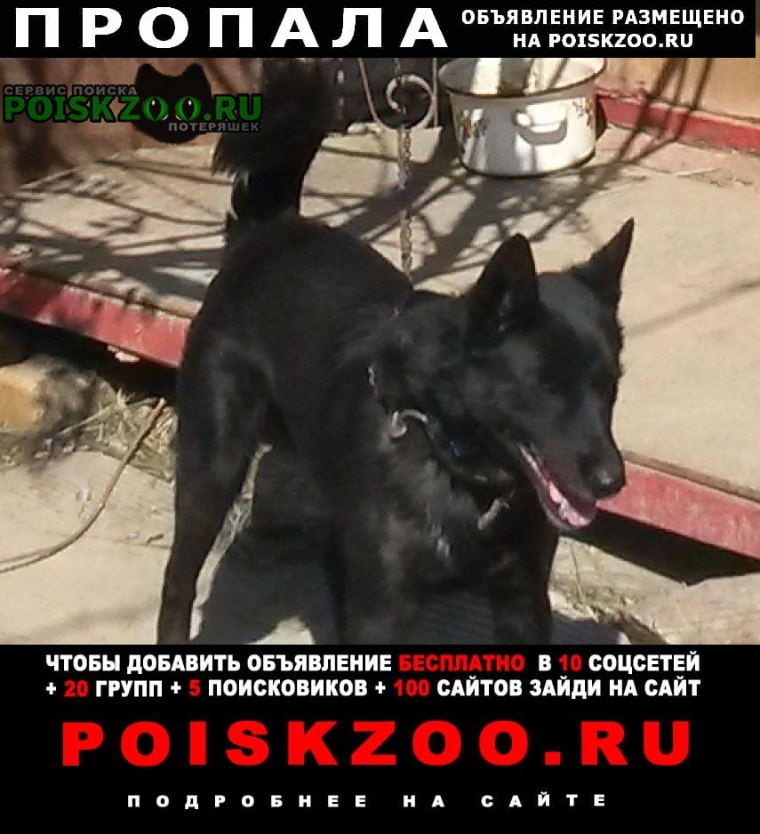 Новороссийск Пропала собака кобель любимчик