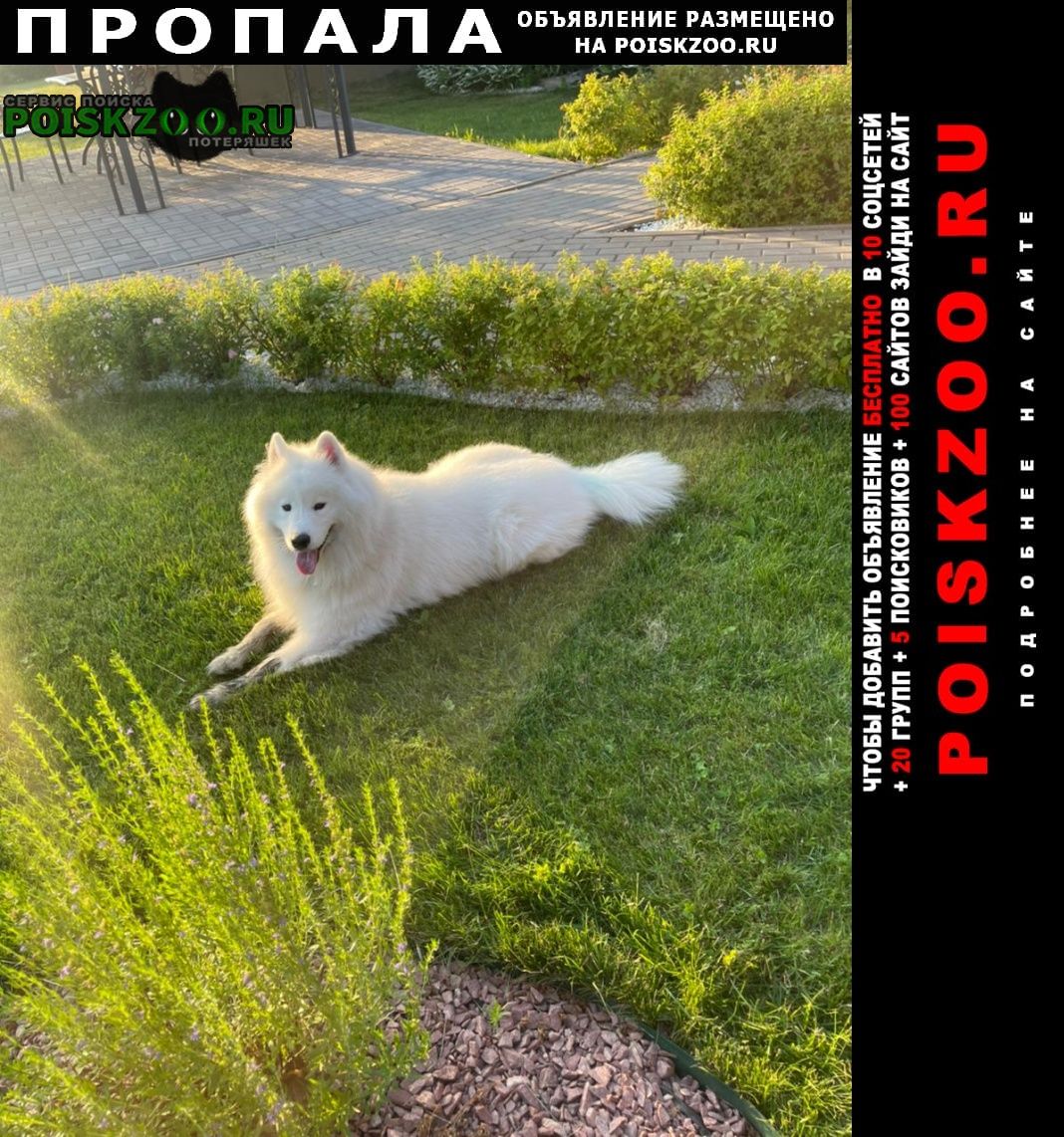 Пропала собака кобель пёс Москва