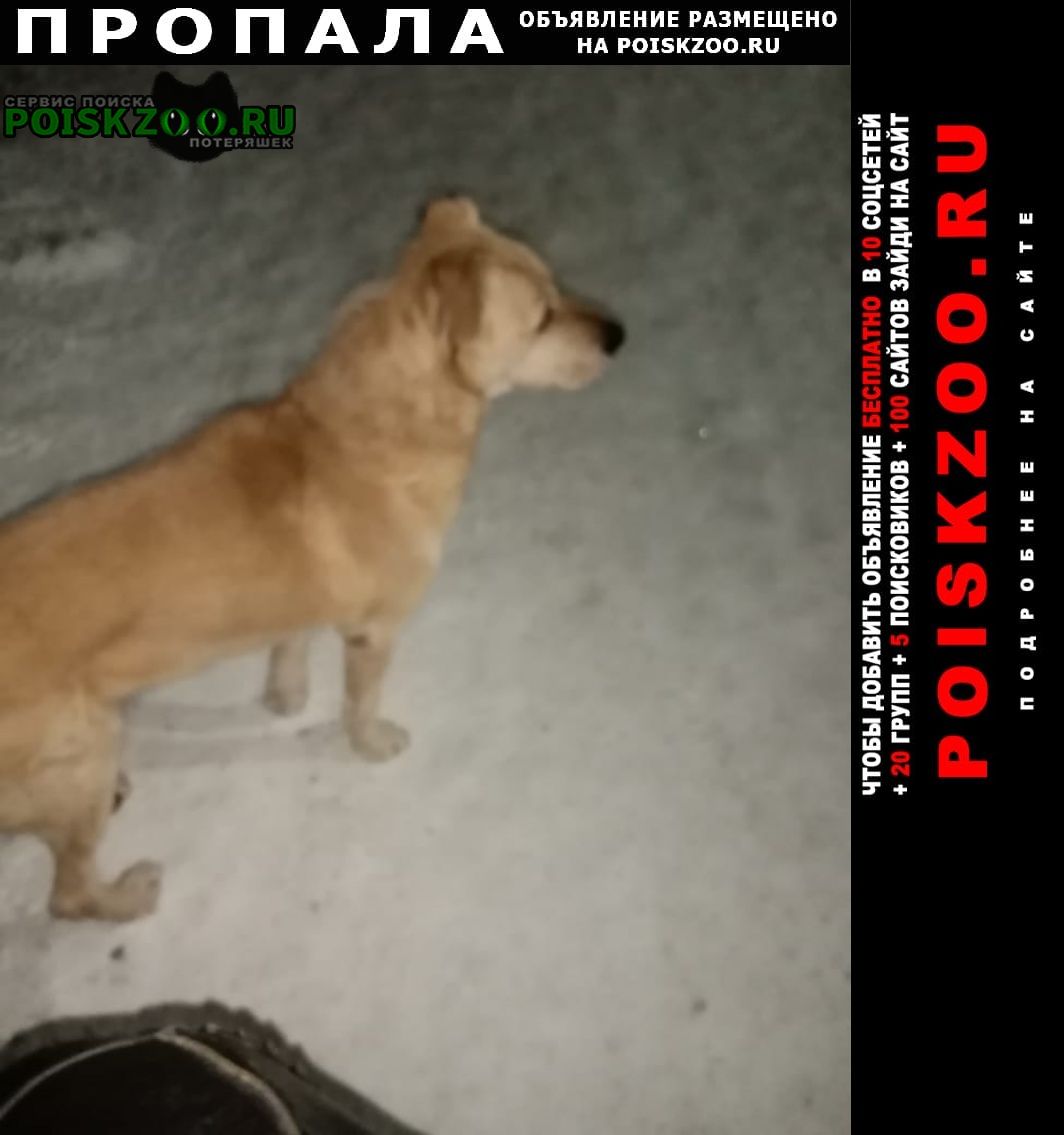 Пропала собака Новосибирск