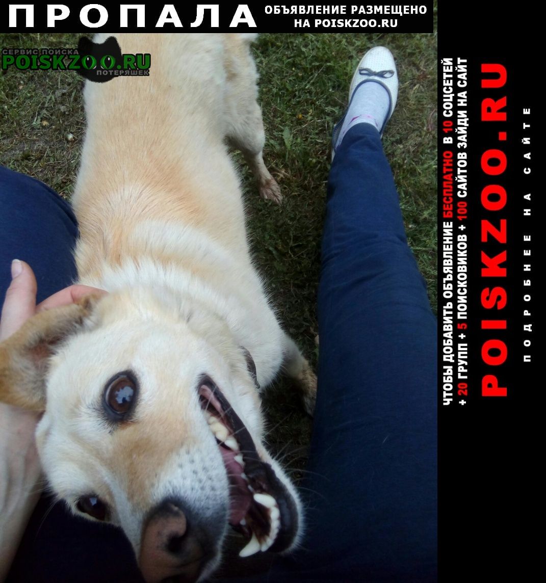 Челябинск Пропала собака новосинеглазово, в начале декабря